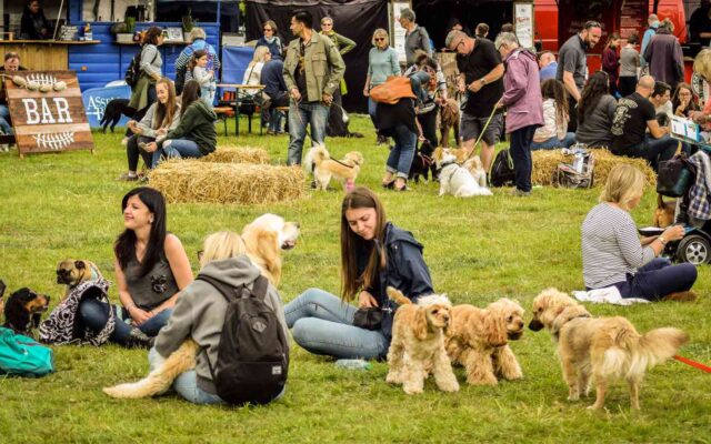 dogstival-dog-festival-01-DOGFEST0220-e2e9d591d8614c468478dbd57d20ffea